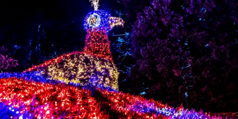 Christmas Garden Insel Mainau 2021 Funkelnder Pfau